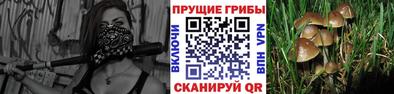 Псилоцибиновые грибы мицелий  купить   Кудрово 